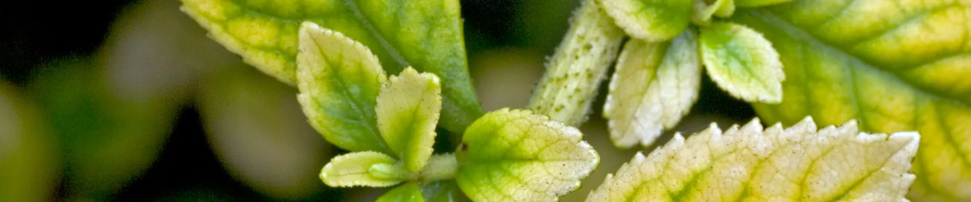 Aphids - Pests & Diseases